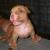 Kitty_dog