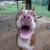 tawanudpitbullclub