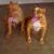 rutlovepit