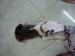 ภาพย่อ