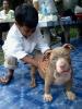 ภาพย่อ