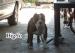 ภาพย่อ