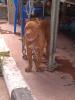 ภาพย่อ
