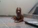 ภาพย่อ